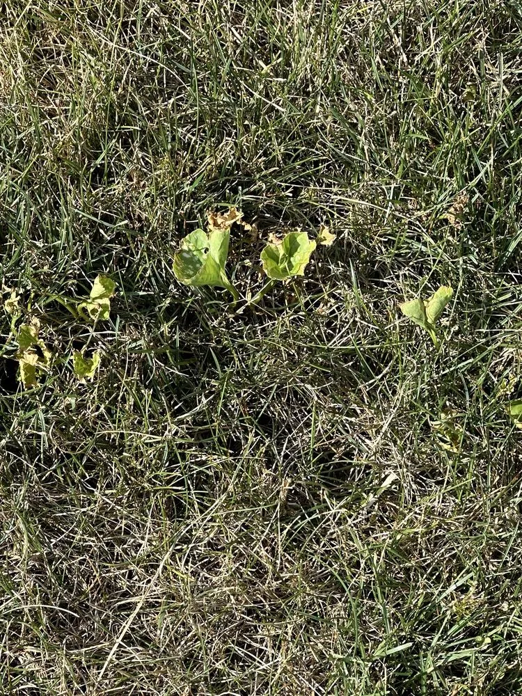 Expert landscape design in Liberty, IN by Ross Outdoors