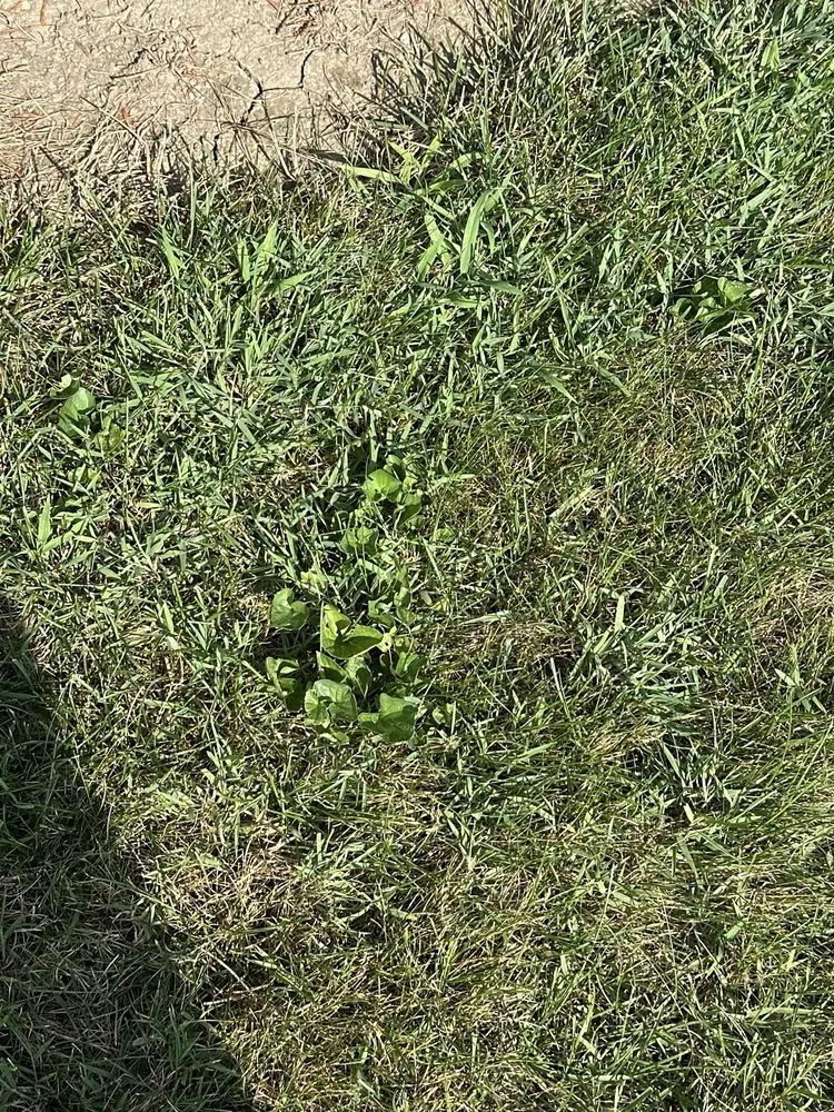 Affordable landscape installation near you across Liberty, IN - Ross Outdoors