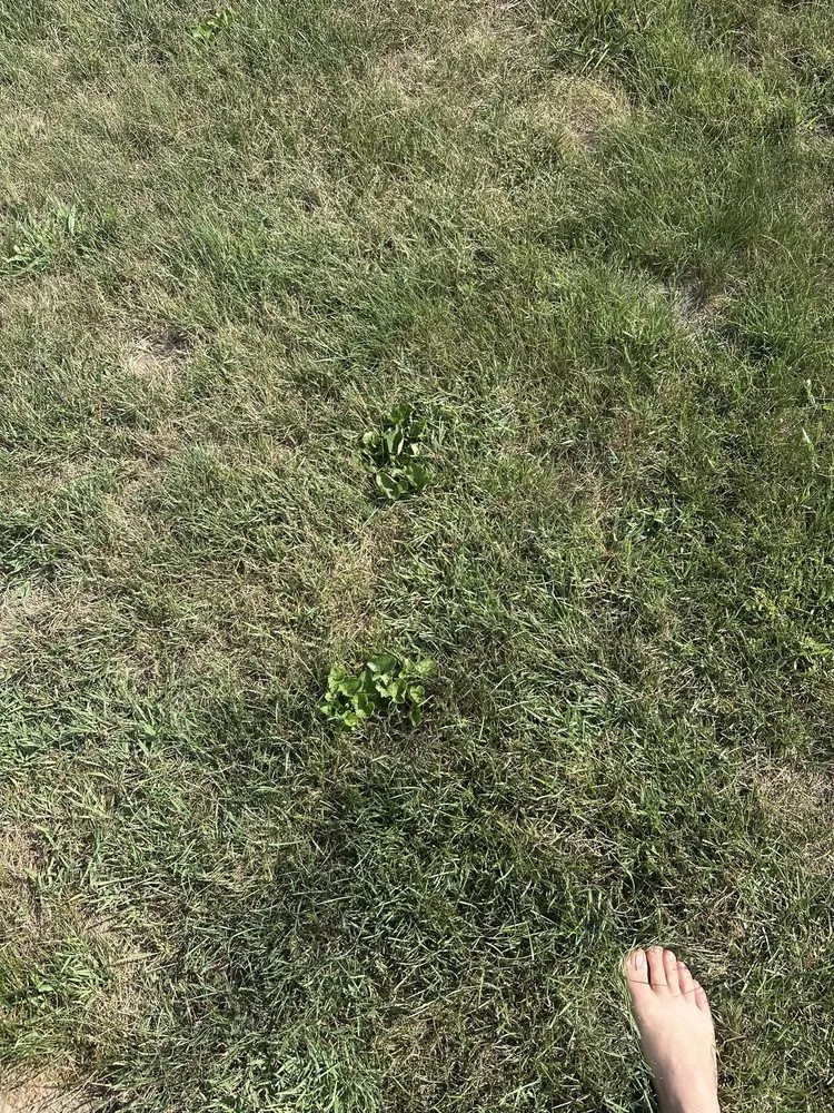 Professional lawn care service in Liberty, IN - Ross Outdoors