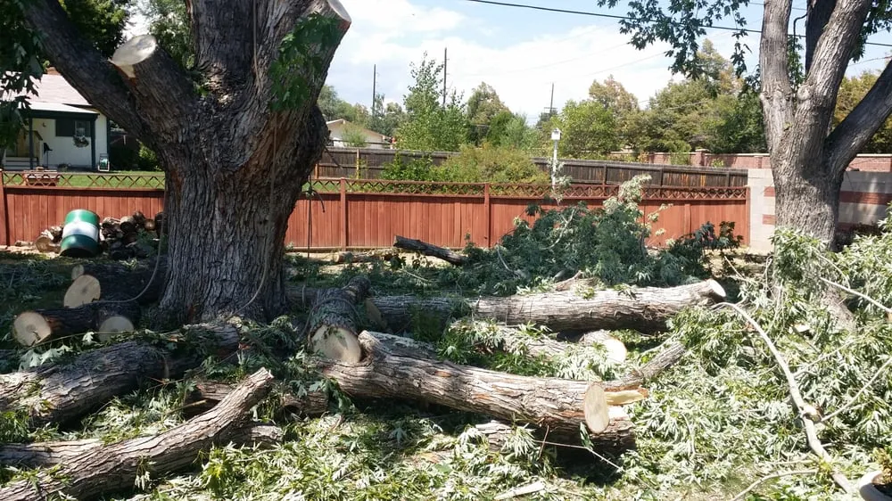 Local landscape installation for outdoor upgrades across Denver, CO - Ross Tree