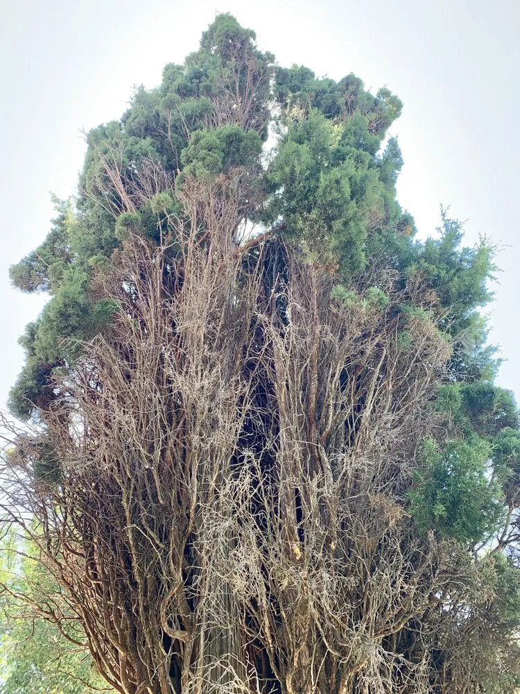 Custom yard maintenance near you across Denver, CO - Ross Tree