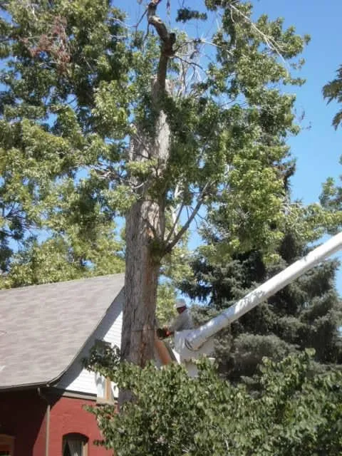 Top-rated yard maintenance in Denver, CO by Ross Tree