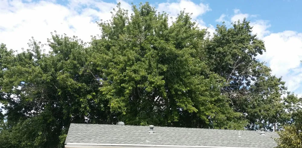 Expert lawn care service for homes in Denver, CO by Ross Tree