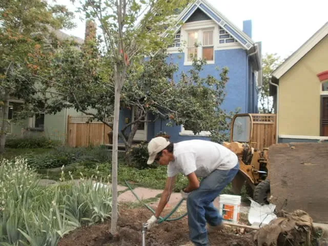 Trusted lawn care service experts serving Denver, CO - Ross Tree