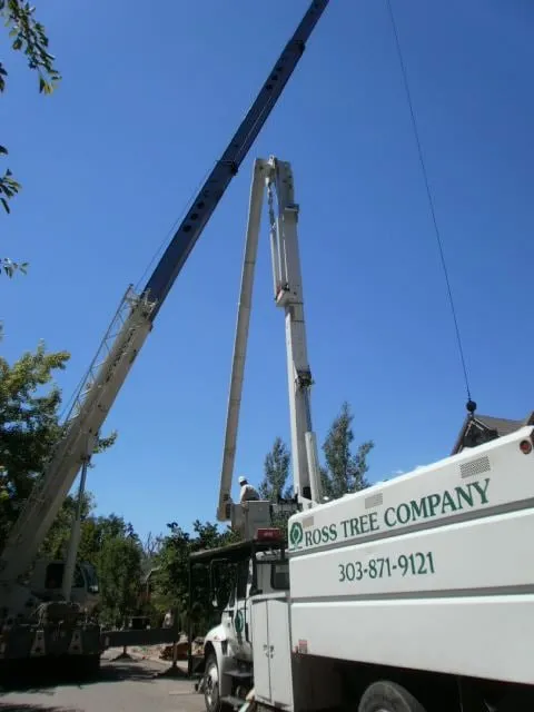 Trusted yard maintenance experts serving Denver, CO - Ross Tree