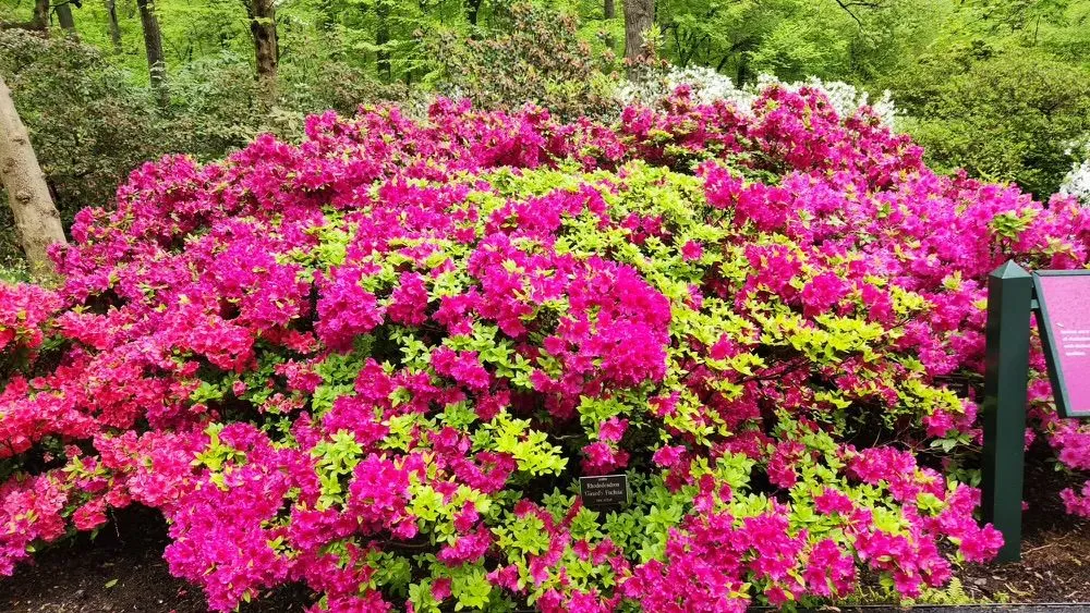 Top-rated landscape installation for outdoor upgrades across Stamford, CT - Rossi Green Works