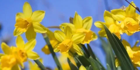 Reliable landscaping services in Northfield, OH - Rossi Landscaping