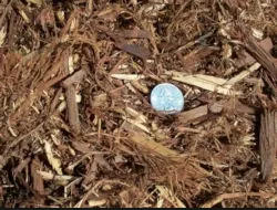 Expert yard cleanup service experts serving Templeton, CA - Rossi Transport Service