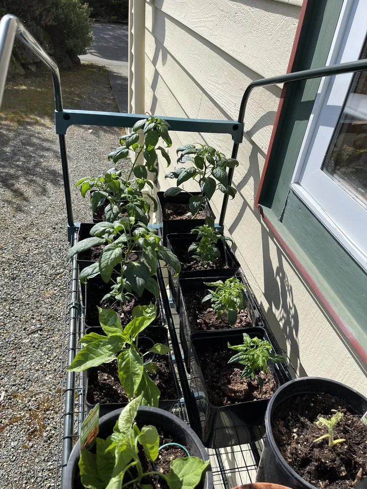 Custom outdoor landscaping experts serving Tukwila, WA - Rosso Gardens