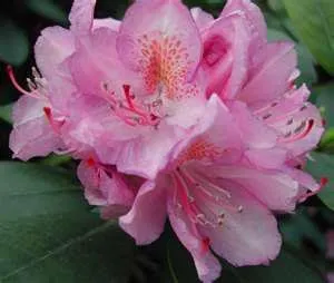 Trusted residential landscaping for outdoor upgrades in Tukwila, WA by Rosso Gardens