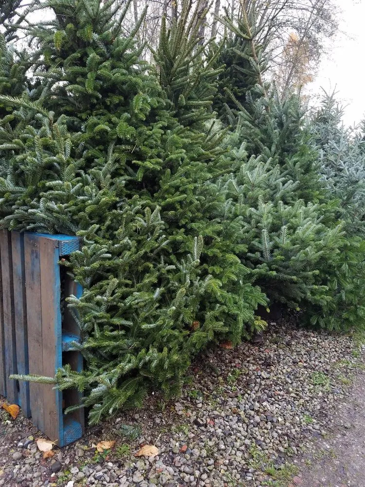 Affordable lawn mowing service in Tukwila, WA - Rosso Gardens