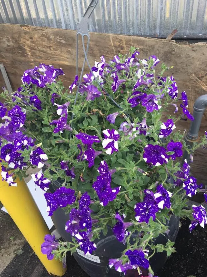 Local yard cleanup service near you in Tukwila, WA by Rosso Gardens