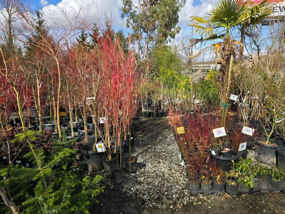 Expert outdoor landscaping experts serving Tukwila, WA - Rosso Gardens