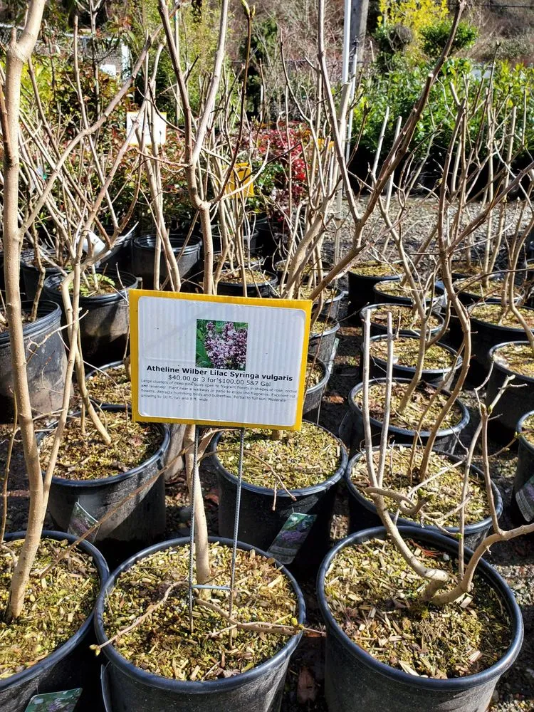 Professional landscape design in Tukwila, WA - Rosso Gardens