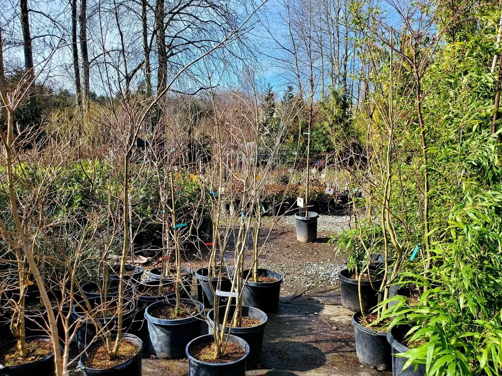 Top-rated lawn mowing service for year-round maintenance in Tukwila, WA by Rosso Gardens