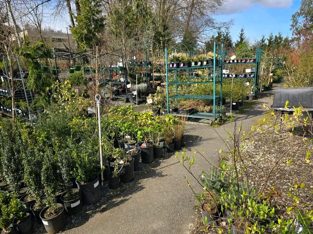 Local yard cleanup service in Tukwila, WA by Rosso Gardens