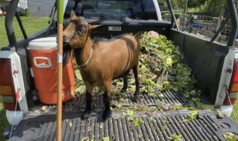 Top-rated yard maintenance for year-round maintenance across Cape Coral, FL - Rothermel's Landscape