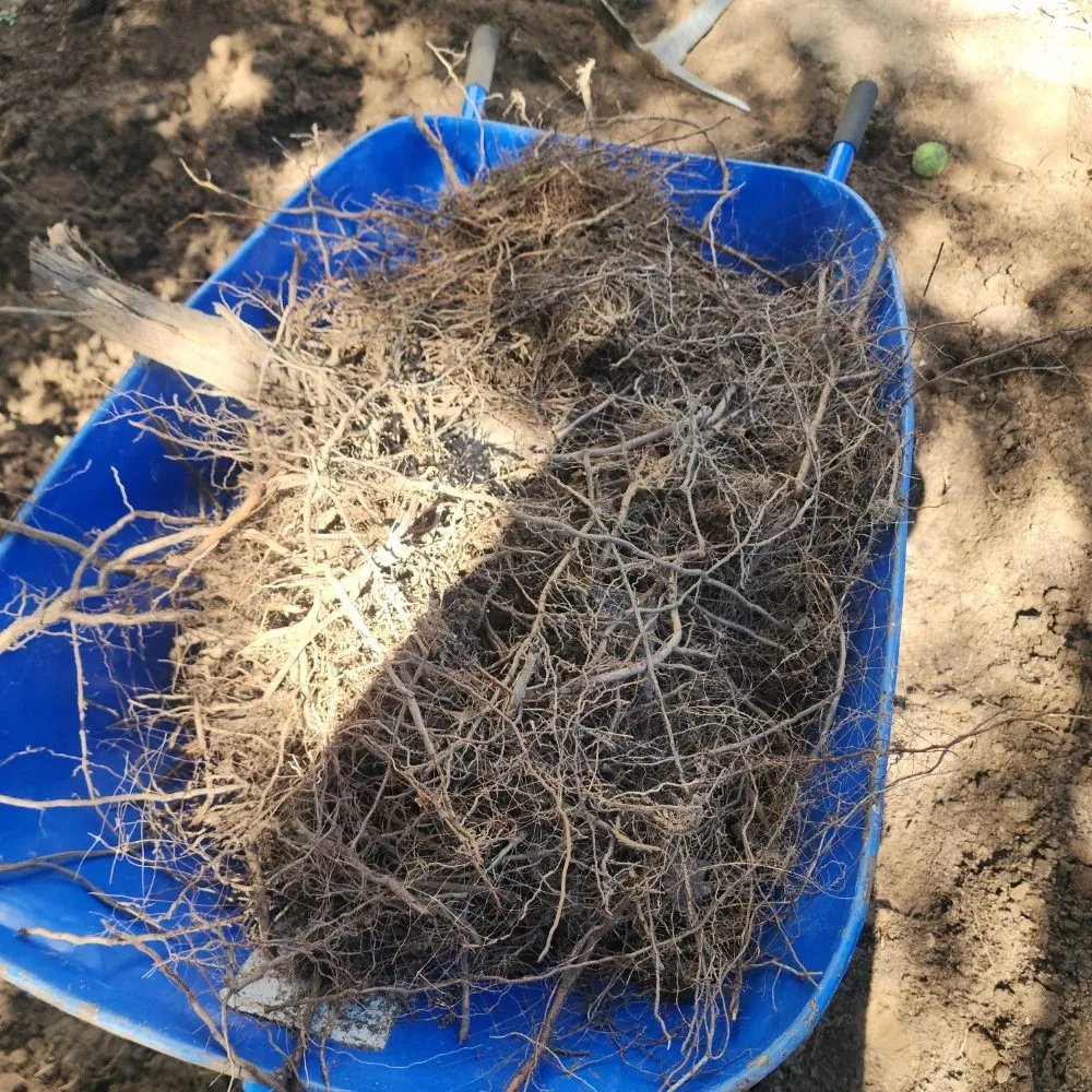 Top-rated landscape design in North Hollywood, CA - RotoTillerGuy