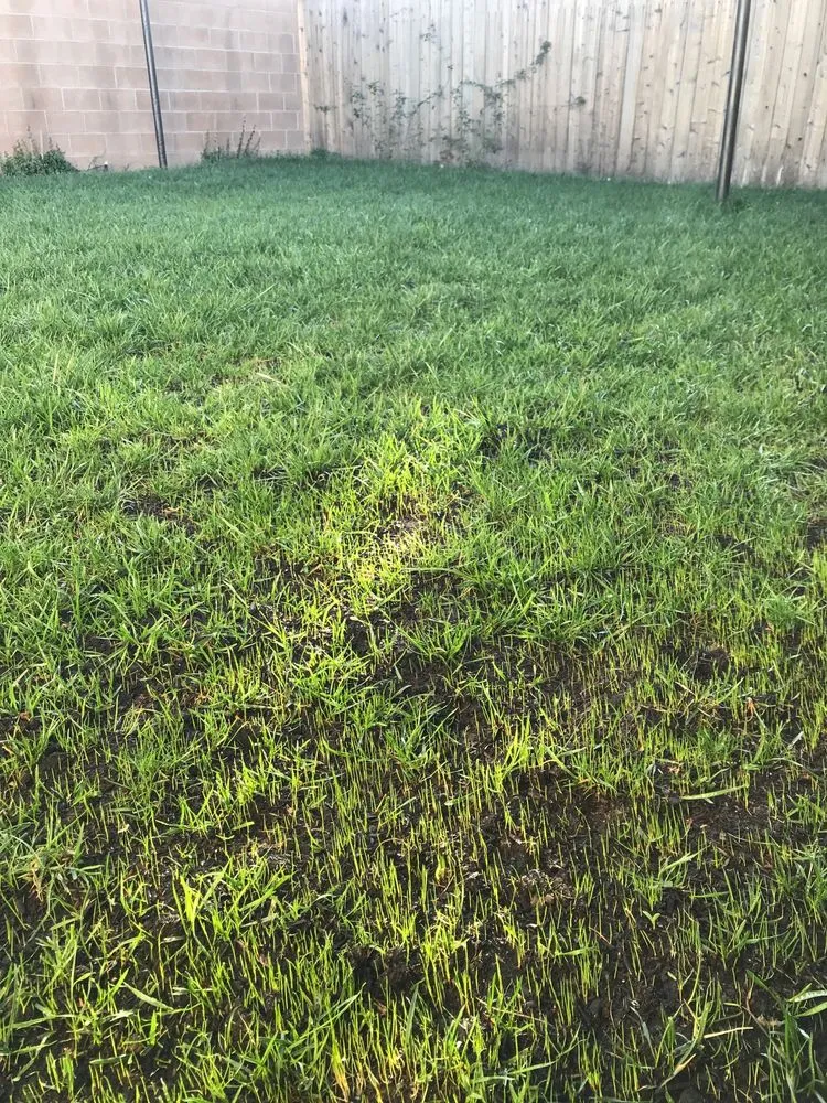 Expert outdoor landscaping for year-round maintenance across Santa Monica, CA - RotoTillerGuy