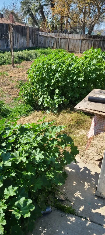 Reliable yard maintenance experts serving Kerman, CA - Rough Mountain Crews