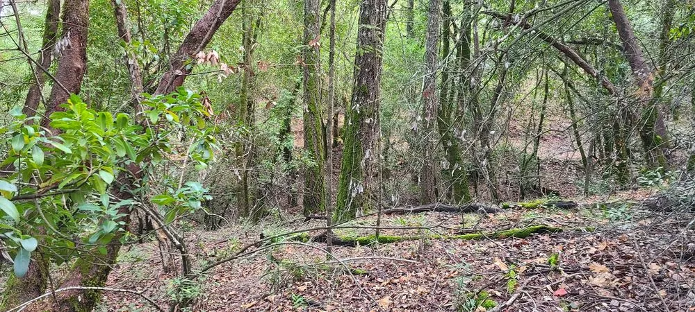 Reliable landscaping services for homes across Kerman, CA - Rough Mountain Crews