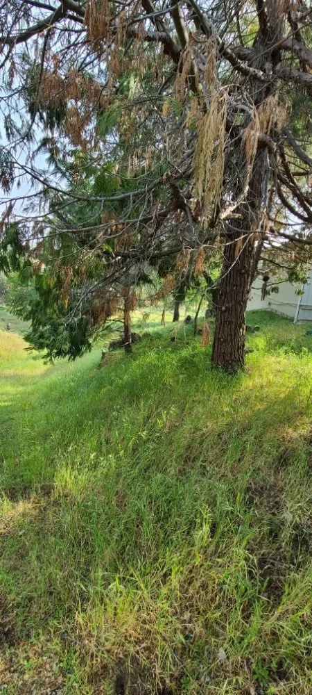 Affordable outdoor landscaping with custom design in Kerman, CA by Rough Mountain Crews