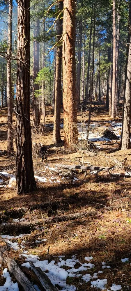 Local yard cleanup service for year-round maintenance across Kerman, CA - Rough Mountain Crews