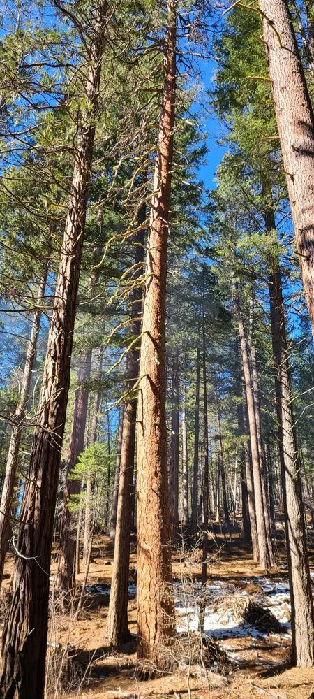 Local garden landscaping for residential properties in Kerman, CA by Rough Mountain Crews