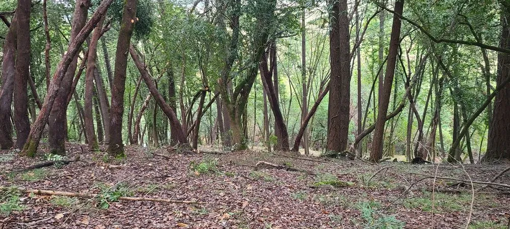 Top-rated landscape installation in Kerman, CA by Rough Mountain Crews