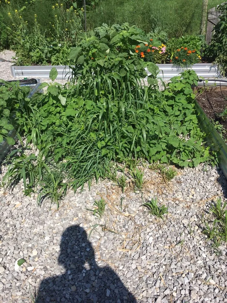 Reliable landscaping services for outdoor upgrades in Winchester, KY by Rough Road Farm