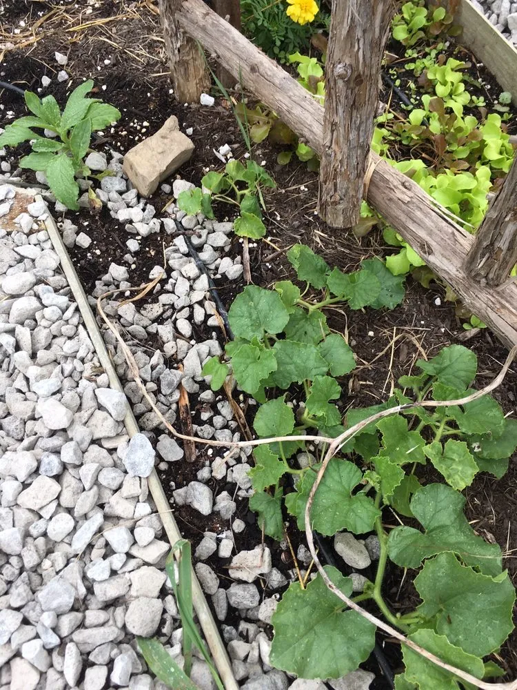 Custom yard maintenance for outdoor upgrades in Winchester, KY by Rough Road Farm