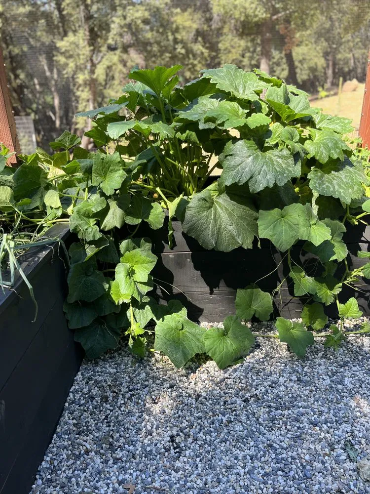 Professional lawn mowing service with custom design in Mariposa, CA by Rough Terrain Lanscapes