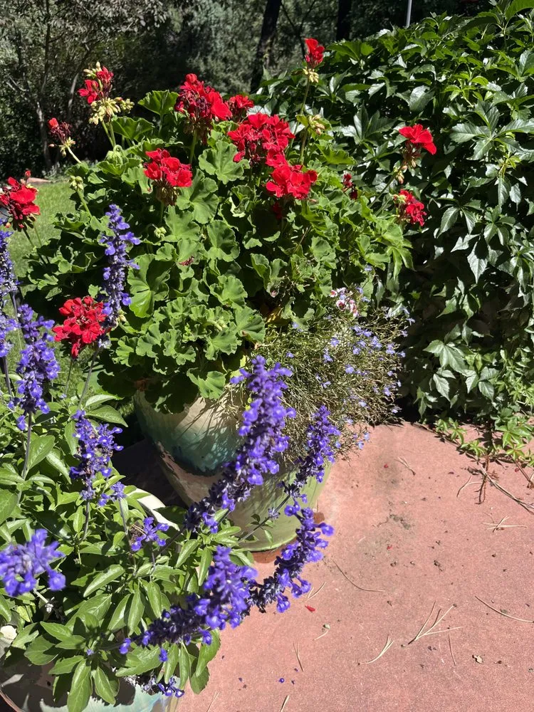 Trusted landscaping services for year-round maintenance across Mariposa, CA - Rough Terrain Lanscapes