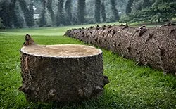 Reliable landscaping services in Daytona Beach, FL - Roundtree Turf & Ornamental Management