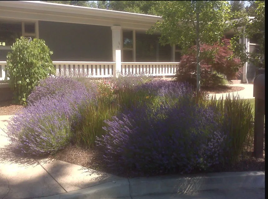 Trusted yard cleanup service in Walla Walla, WA by Rountree Home and Lawn Care