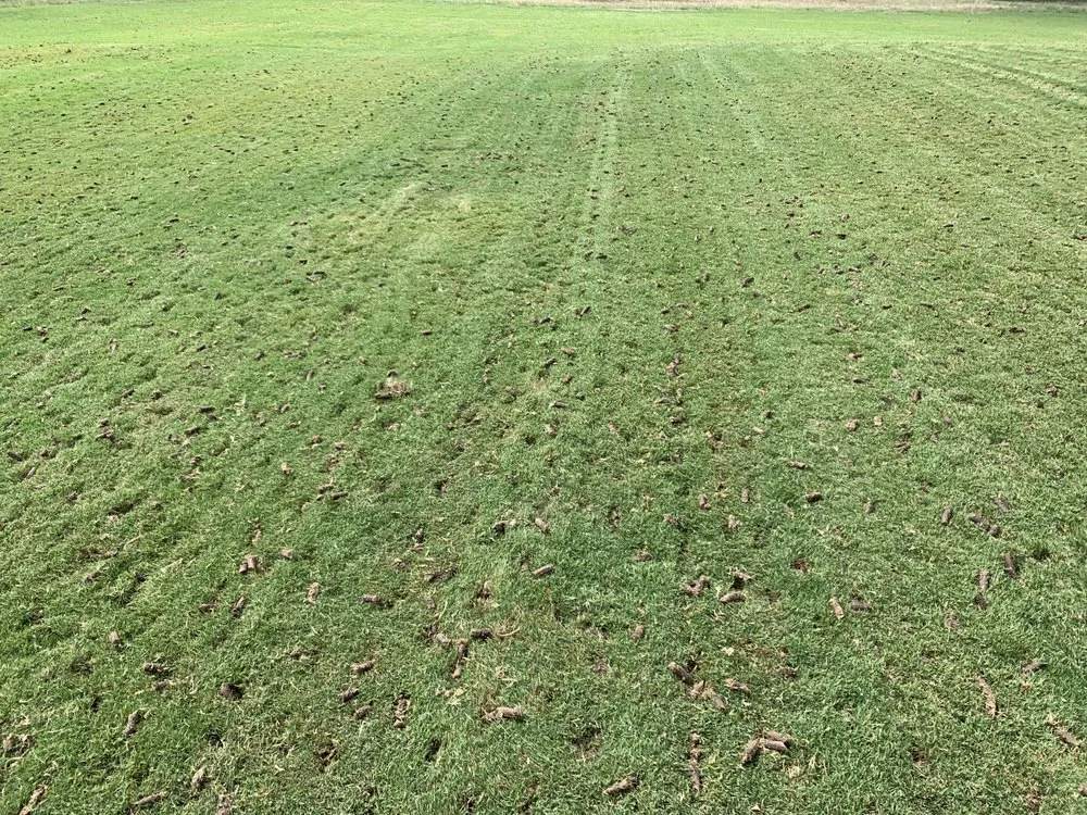 Professional landscaping services for residential properties in Burnet, TX by Rountree Landscaping Services