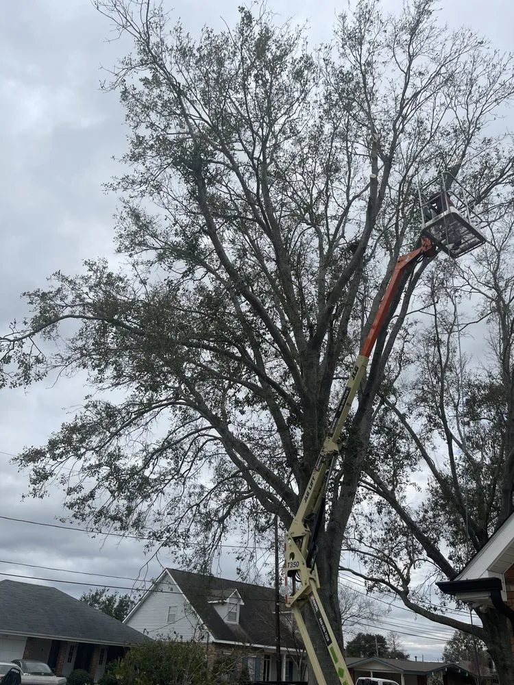 Affordable lawn care service in Metairie, LA - Rouses Tree & Landscaping Services