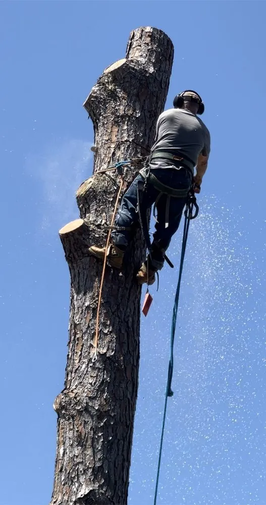 Professional lawn mowing service in Metairie, LA by Rouses Tree & Landscaping Services