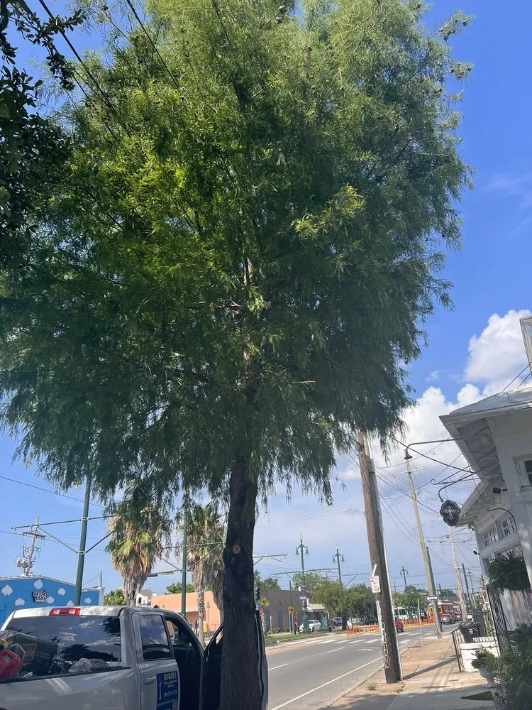 Reliable landscape installation in Metairie, LA by Rouses Tree & Landscaping Services