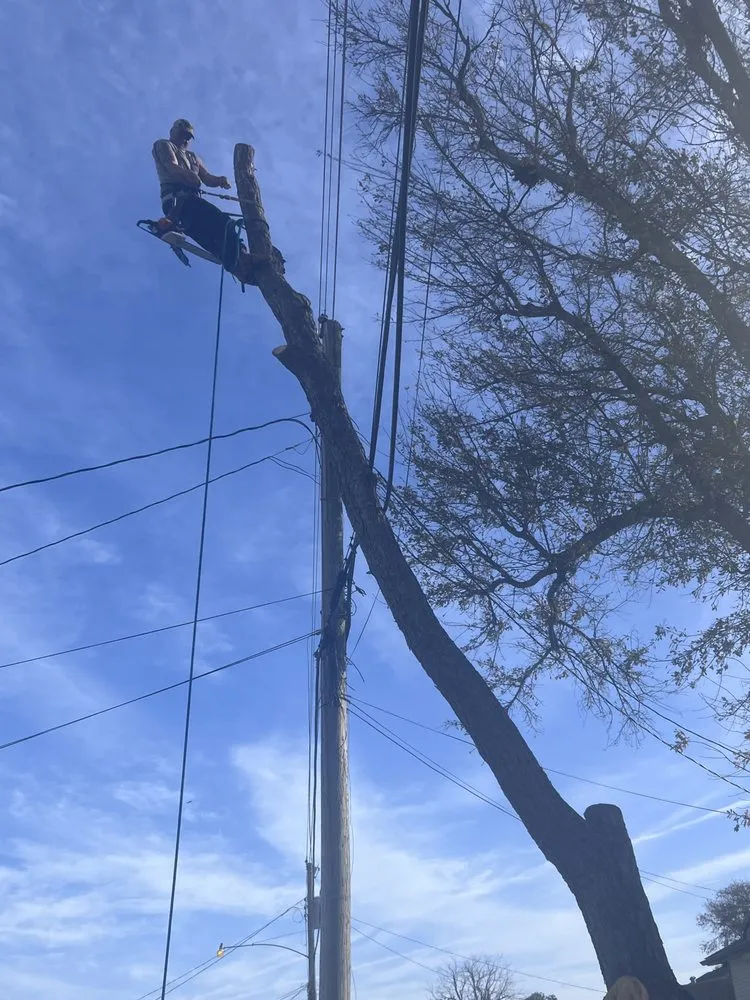 Top-rated residential landscaping in Metairie, LA - Rouses Tree & Landscaping Services