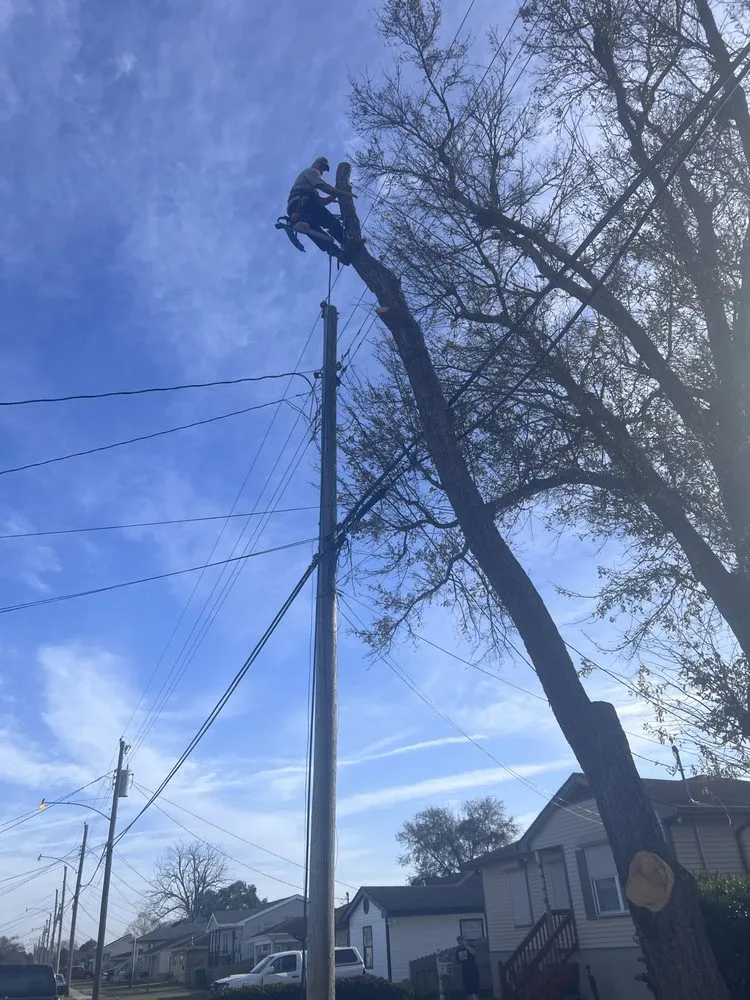 Expert garden landscaping for homes across Metairie, LA - Rouses Tree & Landscaping Services