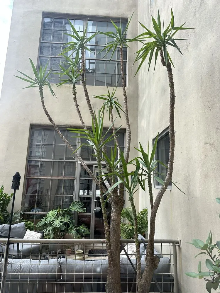 Expert landscape design for homes in Metairie, LA by Rouses Tree & Landscaping Services