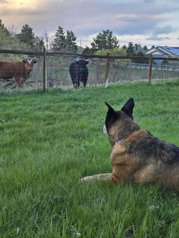 Professional lawn mowing service in Littleton, CO - Rowdy Rooster Contracting