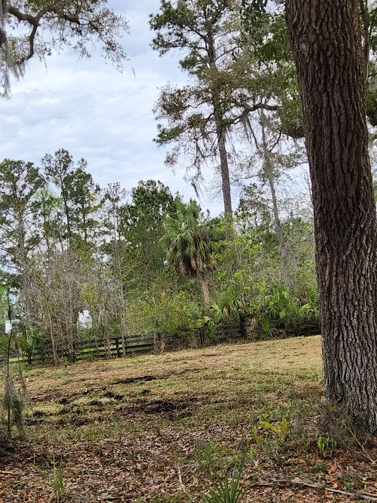Expert yard cleanup service for year-round maintenance in Townsend, GA by Rowe Land and Home