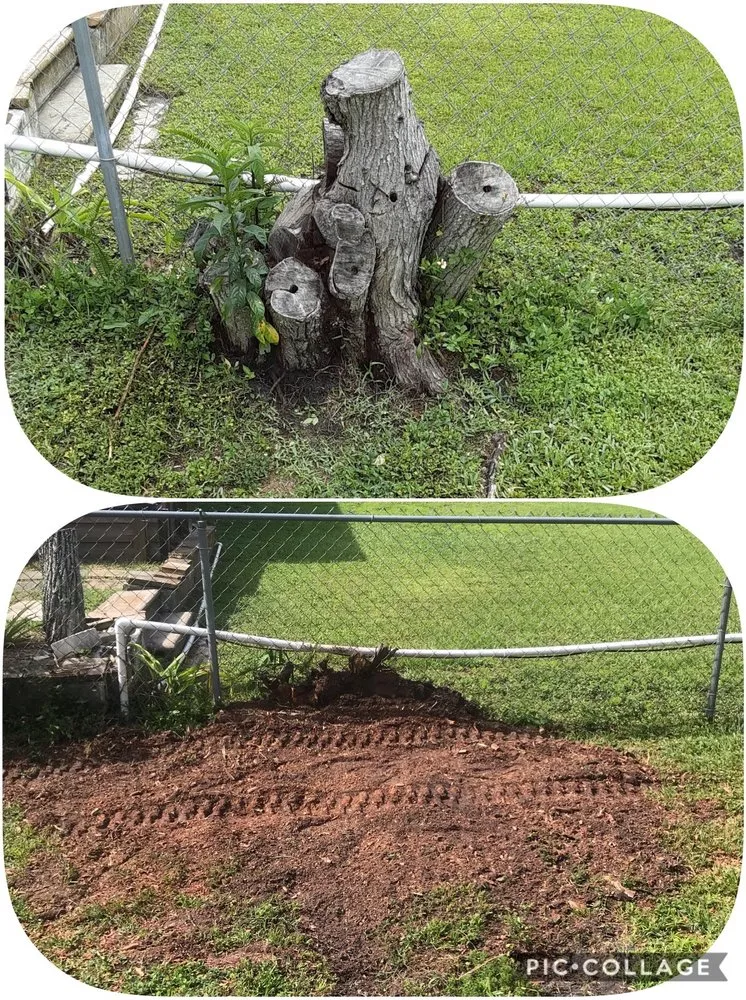 Professional yard cleanup service near you in St. Petersburg, FL by Rowe's Landscaping And Tree Care