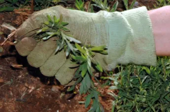 Professional yard cleanup service near you in Roxbury, CT by Roxbury Landscaping