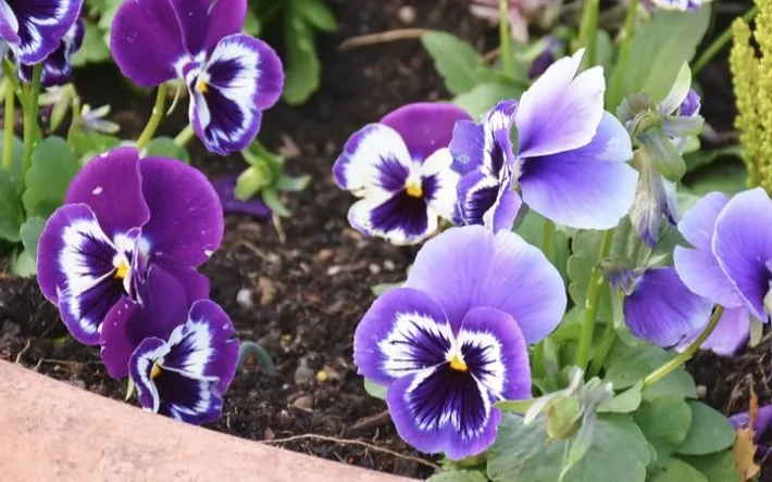 Custom landscape installation for year-round maintenance across Roxbury, CT - Roxbury Landscaping