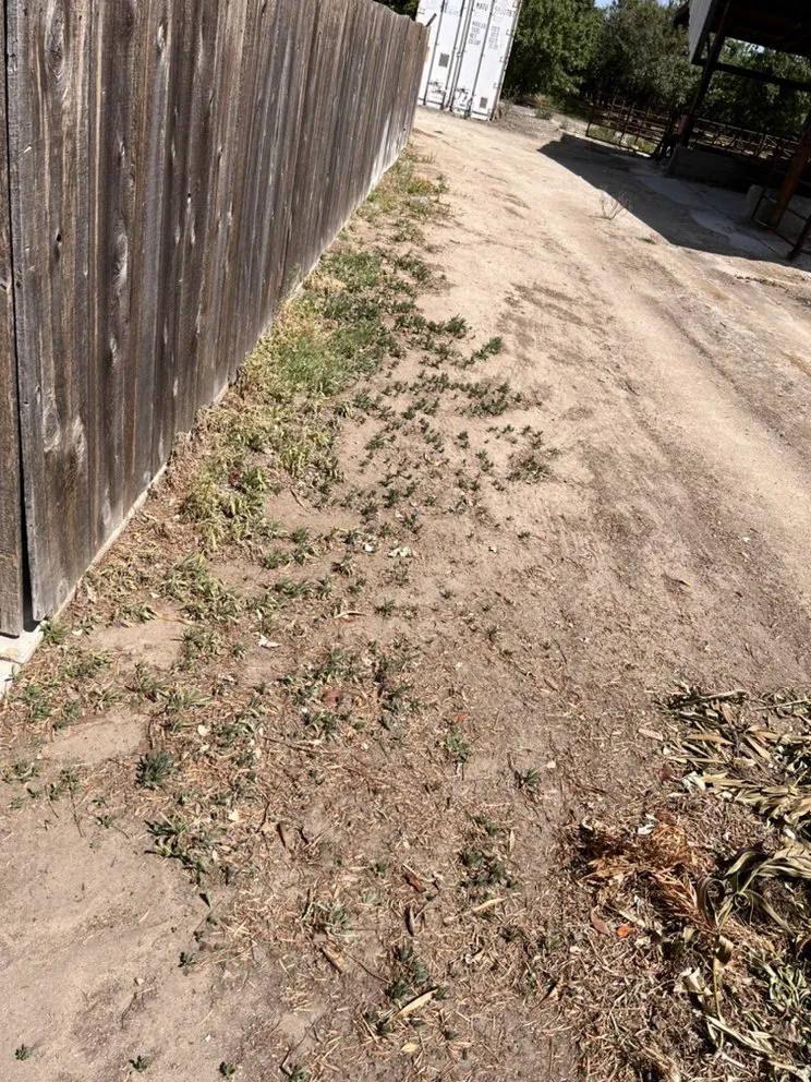 Local yard cleanup service for residential properties in Modesto, CA by Royal Cuts Landscape