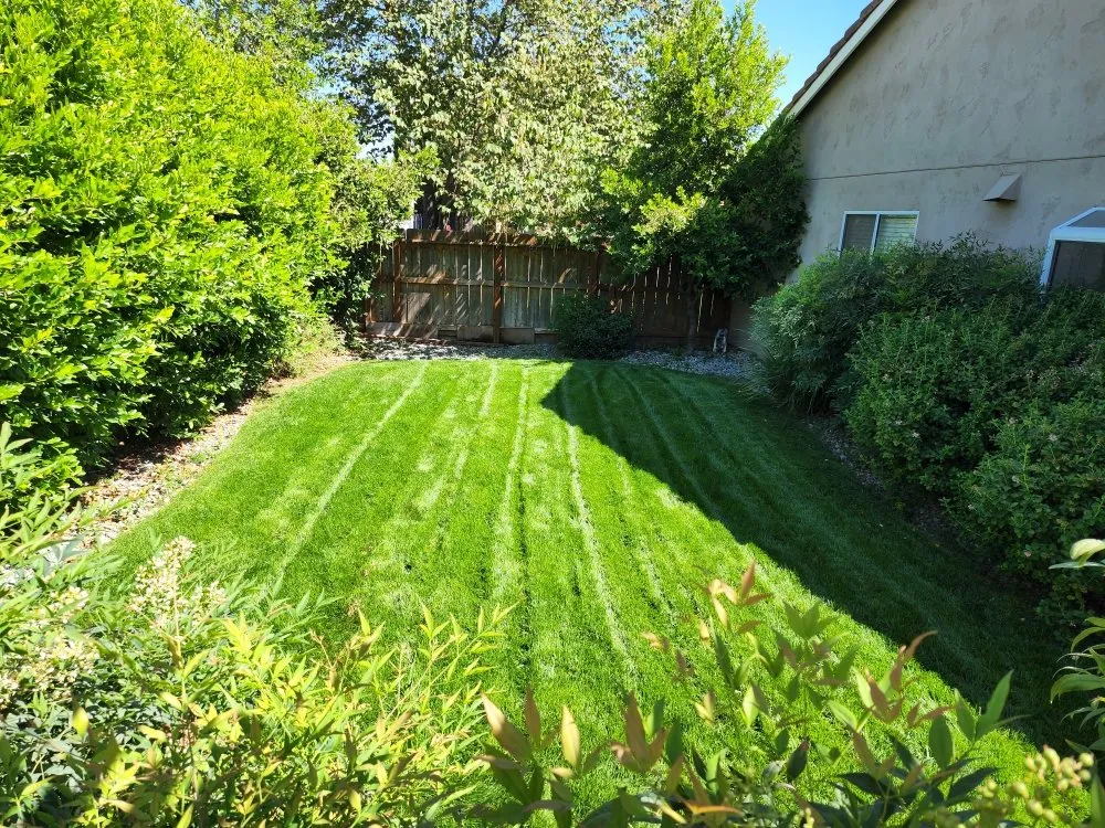 Local yard cleanup service in Modesto, CA - Royal Cuts Landscape