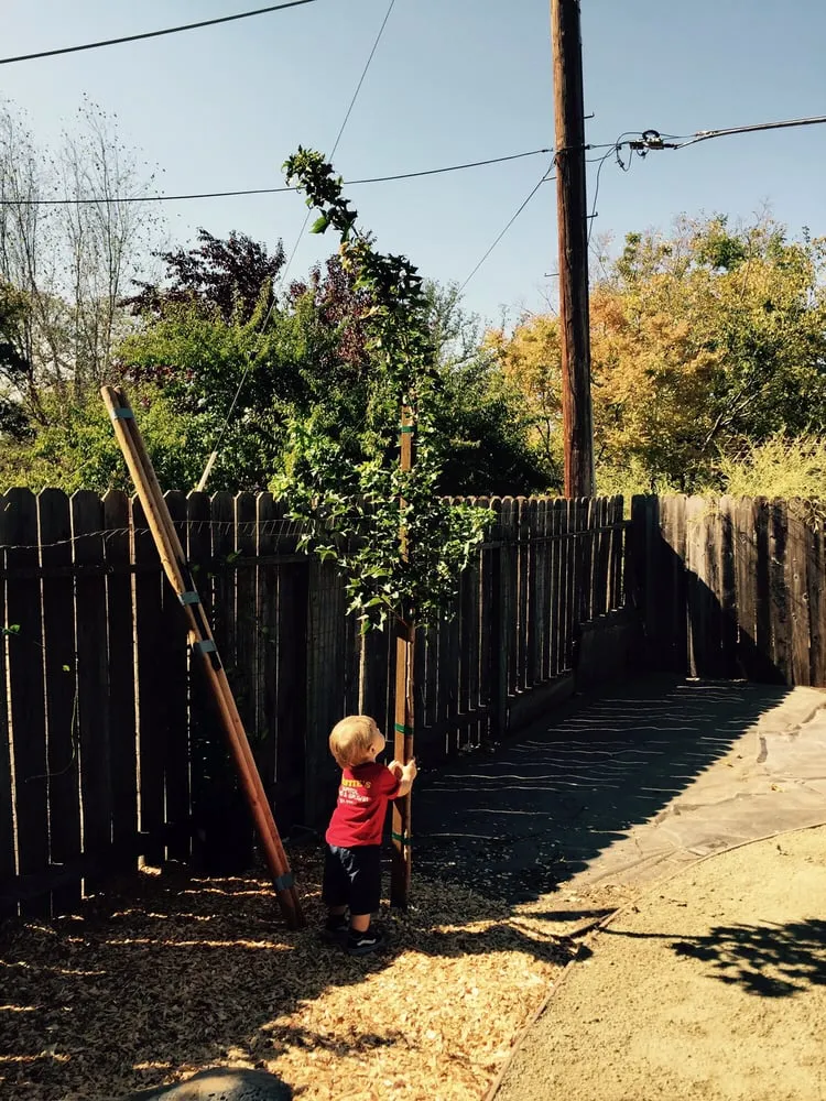 Reliable lawn care service with custom design across El Dorado Hills, CA - Royal Garden Landscaping